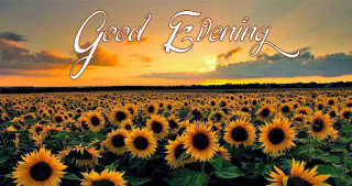 Sunflower field good evening sunset - evening free wallpaper for desktop