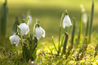 White flowers grass sunny macro - white flower free wallpaper