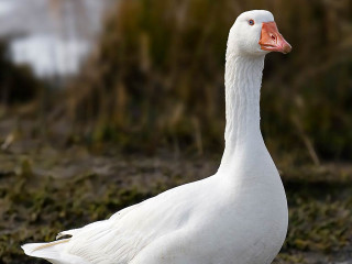 White duck grass field bushes - a red beak free wallpaper for desktop