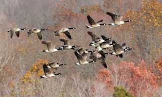 Geese flying forest autumn leaves - over a forest free wallpaper