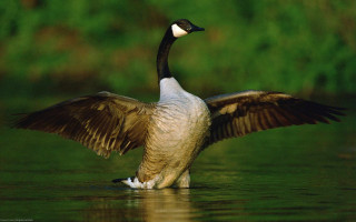 Goose wings spread water side - upper body free wallpaper for desktop