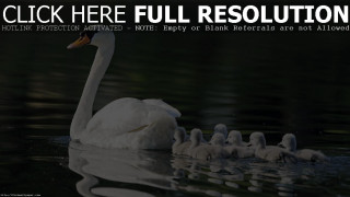 Swan babies swimming water click - renaissance oil painting free wallpaper