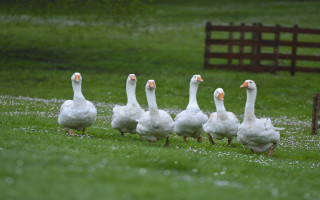 Ducks walking grass field bench - field next free wallpaper for desktop