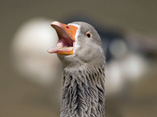 Bird mouth open tongue out - its mouth wide open free wallpaper for desktop