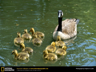 Mother duck ducklings pond green - anne rigney free wallpaper for desktop