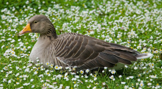 Duck flower field daisy grass - female free wallpaper