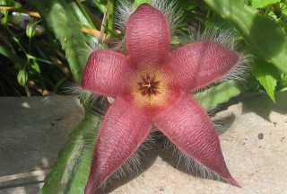 Pink flower yellow center rock - a yellow center free wallpaper