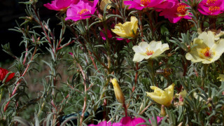 Flowers field grass dirt nature - a field of grass and dirt free wallpaper