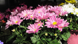 Pink flower bouquet stilllife photorealism - yellow center free wallpaper