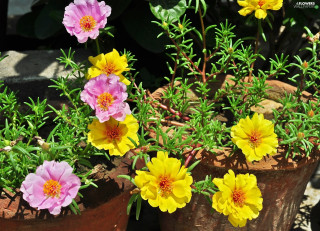 Flowers pot table rocks dirt - dirt free wallpaper
