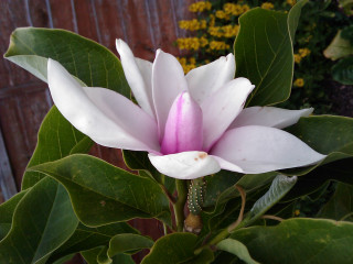 White flower pink center branch - a pink center free wallpaper