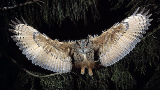Large owl perched branch wings 2 - its wing free wallpaper