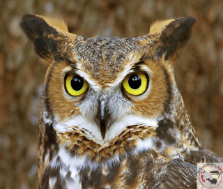 Bird yellow eyes tree trunk - a close up of a bird free wallpaper