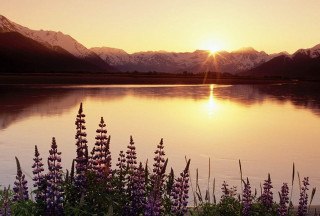 Lake flowers mountains sunset nature - the foreground and a mountain range in the background free wallpaper for desktop