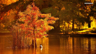 Ducks swimming lake orange leaves - a yellow background free wallpaper