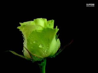 Green rose water droplets black - single free wallpaper