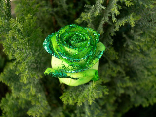Green rose branch water droplets - green leaf and water droplets free wallpaper
