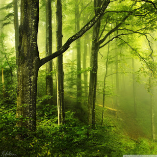 Forest path trees fog sunbeam - free forest wallpaper for tablet
