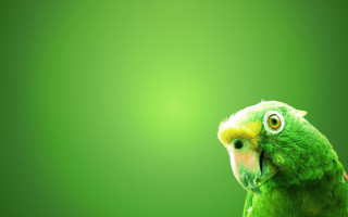 Green parrot yellow beak yellow - a green parrot free wallpaper