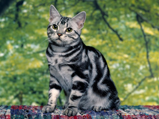 Cat blanket tree green background - a cat free wallpaper