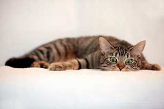 Cat laying white surface eyes - a paw free wallpaper