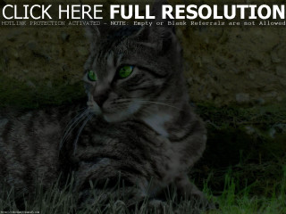 Cat laying grass click here - a caption free wallpaper for desktop