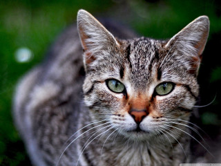 Cat green eyes looking camera - green eye free wallpaper