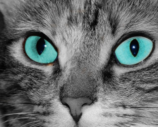 Cat blue eyes serious look 2 - its face and nose free wallpaper