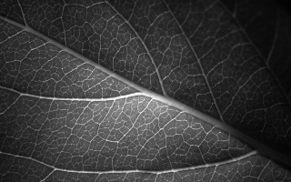 Leaf vein closeup black background - edward weston free wallpaper for desktop