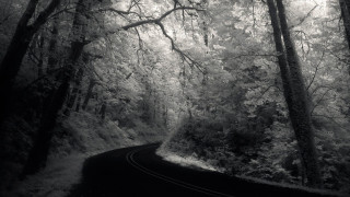 Black white road woods trees 2 - both side of it free wallpaper for desktop