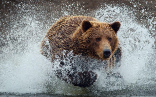 Brown bear running water splashing - a brown bear free wallpaper