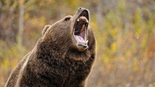 Brown bear mouth open wide - mouth wide open free wallpaper for desktop