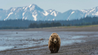 Brown bear sandy beach mountains 2 - dan scott free wallpaper