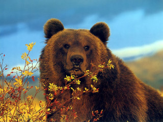 Brown bear field flowers blue - a brown bear free wallpaper for desktop