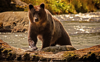 Brown bear log river forest - a brown bear free wallpaper for desktop