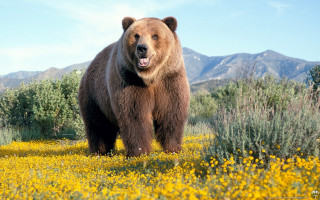 Brown bear yellow flowers mountains - the background in the distance free wallpaper