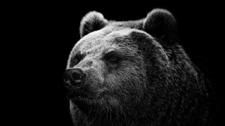 Bear face black white background - david begbie free wallpaper