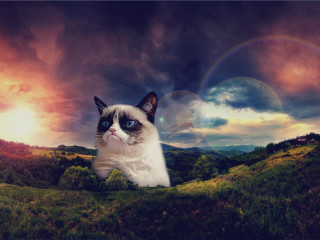 Cat hill rainbow background sky - adobe photoshop free wallpaper