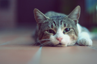 Cat laying floor sad looking - a portrait free wallpaper for desktop