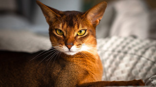 Cat yellow eyes serious look - felix octavius carr darley free wallpaper