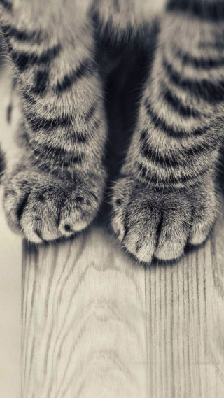Cat paw wooden floor background - free cats wallpaper for mobile