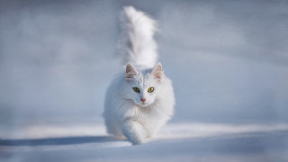 White cat running snow tail - its tail free wallpaper