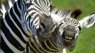 Zebra standing open mouth tongue - free animals wallpaper