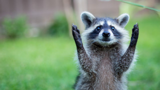 Raccoon standing hind legs hands - its hand free wallpaper
