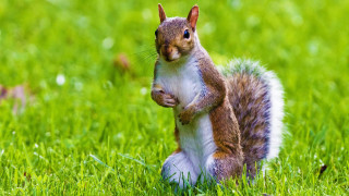 Squirrel standing hind legs grass - a nut free wallpaper