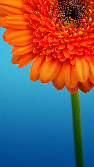 Orange flower blue background green - elizabeth murray free wallpaper for mobile
