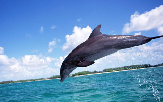 Dolphin jumping water sky background 3 - daphne mcclure free wallpaper for desktop
