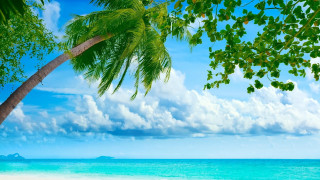 Palm tree beach blue sky 30 - a white sand beach free wallpaper