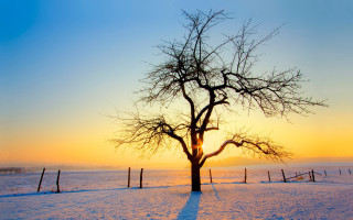 Tree snowy field sunset fence 2 - the sun free wallpaper for desktop