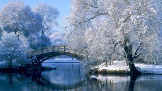 Bridge river snow covered trees - the middle free wallpaper